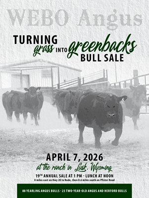 Webo Angus Bull Sale