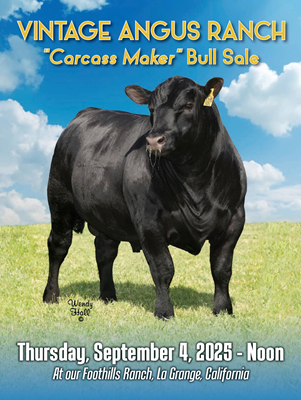2025 Carcass Maker Bull Sale