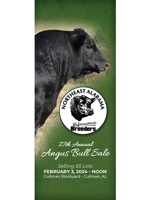 Adams Angus Farm Bull Sale Book