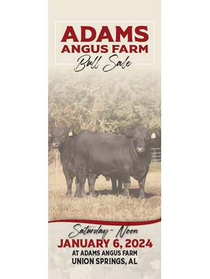 Adams Angus Farm Bull Sale ad