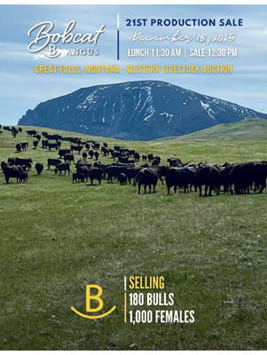 Bobcat Angus Production Sale
